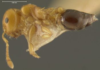 Media type: image; Entomology 9164   Aspect: habitus lateral view